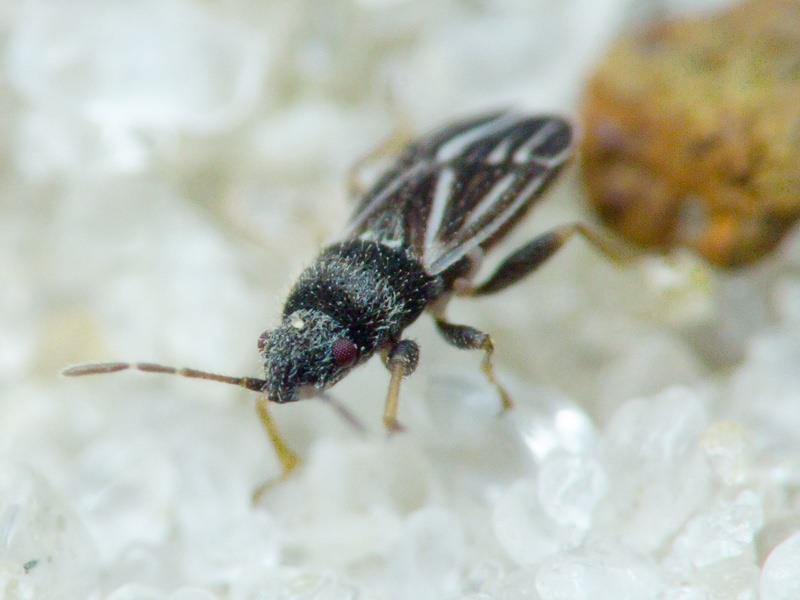 Tropidophlebia costalis (Herrich-Schäffer, 1850)